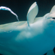 No beluga whale deserves to live behind glass. :(